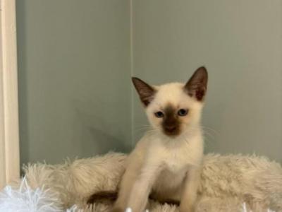 Siamese Kittens - Siamese - Gallery Photo #1