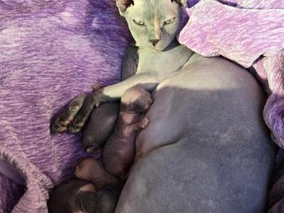 Jemma's Babies - Sphynx - Gallery Photo #1