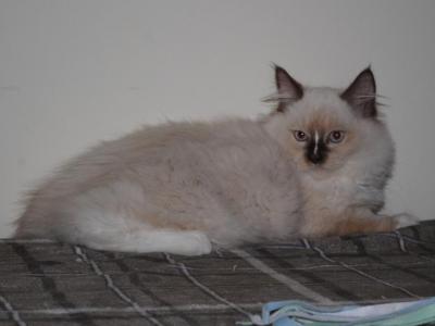 Iris - Ragdoll - Gallery Photo #1