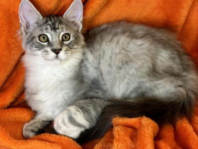 Grey - Maine Coon - Gallery Photo #1