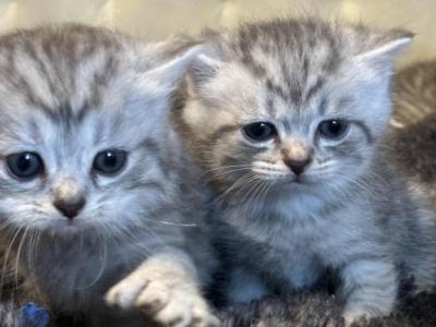 Kittens - Scottish Straight - Gallery Photo #1