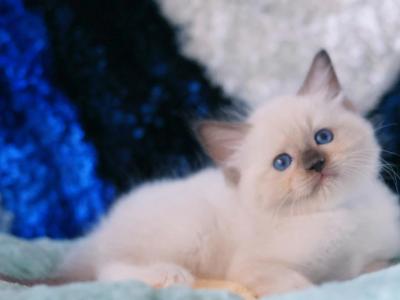 Reserved Randolph - Ragdoll - Gallery Photo #1