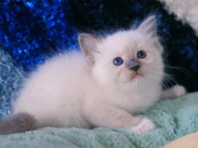 Reserved Roxana - Ragdoll - Gallery Photo #1