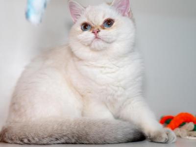 Kiki - British Shorthair - Gallery Photo #1