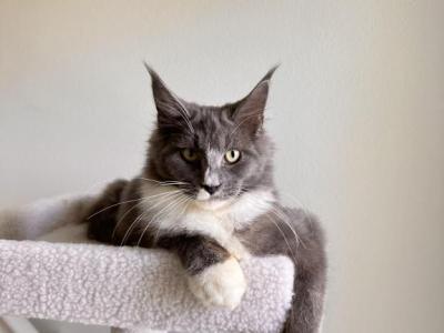 Maine Coon - Maine Coon - Gallery Photo #1