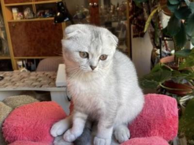 Jess 2 - Scottish Fold - Gallery Photo #1