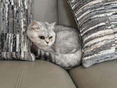 Scottish Fold Kittens - Scottish Fold - Gallery Photo #1