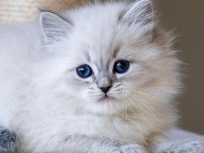 Litter Of ColorPointed Hypoallergenic Kittens - Siberian - Gallery Photo #1