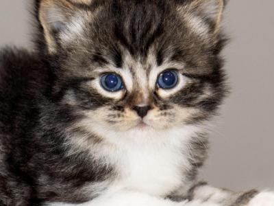 Black Tabby Hypoallergenic Male - Siberian - Gallery Photo #1