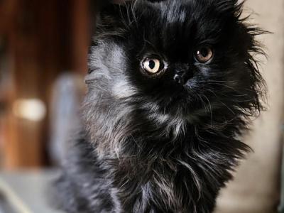 Stormie - Persian - Gallery Photo #1