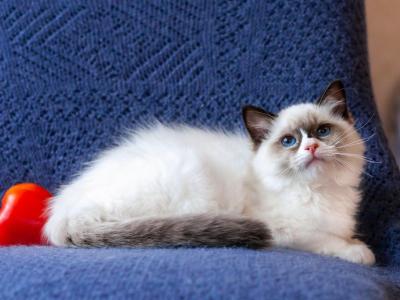 Uve - Ragdoll - Gallery Photo #1