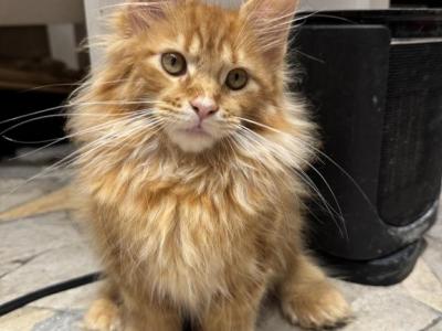 Polydactyl Orange Male - Maine Coon - Gallery Photo #1