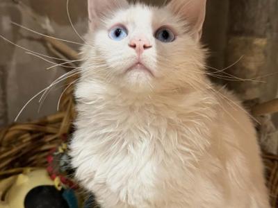 Both Blue Eyes Snowman - Maine Coon - Gallery Photo #1