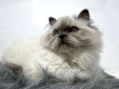 Blue Point Himalayan - Himalayan - Gallery Photo #1