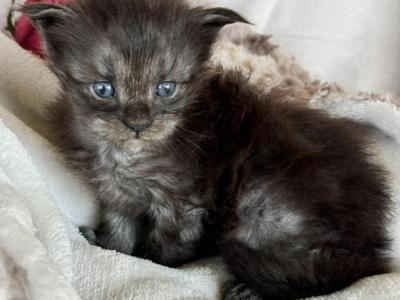 Iora Smoke Female - Maine Coon - Gallery Photo #1