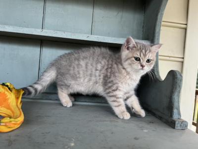 Chloe - British Shorthair - Gallery Photo #1