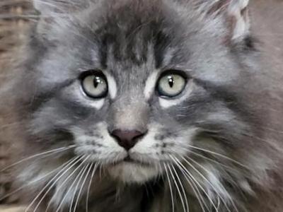 Greenjack North Carolina - Maine Coon - Gallery Photo #1