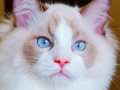 Coconut - Ragdoll - Gallery Photo #1