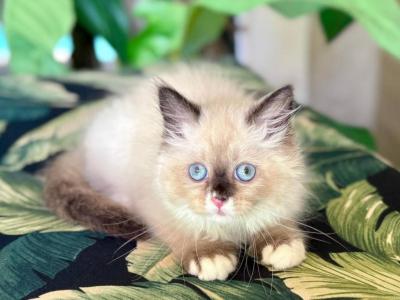 Ragdoll Male - Ragdoll - Gallery Photo #1