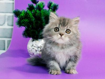 Xenon Longhair - British Shorthair - Gallery Photo #1