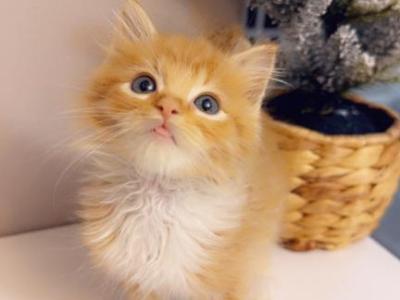 Sweet And Super Cute Orange Kitty - Polydactyl - Gallery Photo #1