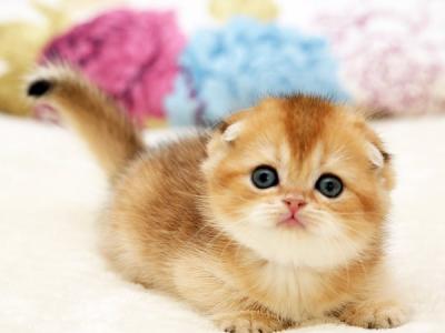 Tiffany Scottish - Scottish Fold - Gallery Photo #1