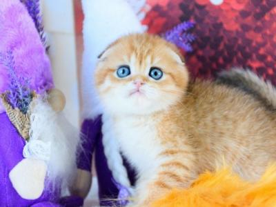 Prince Scottish - Scottish Fold - Gallery Photo #1