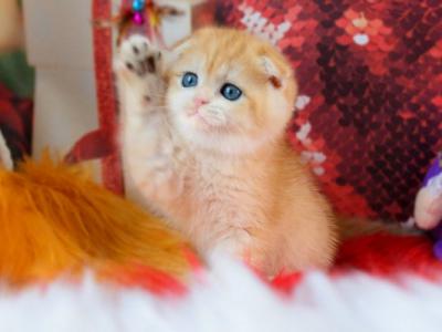 Patricia Scottish - Scottish Fold - Gallery Photo #1