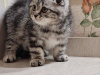 Atos Scottish - Scottish Fold - Gallery Photo #1