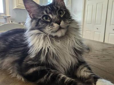 Xenona - Maine Coon - Gallery Photo #1