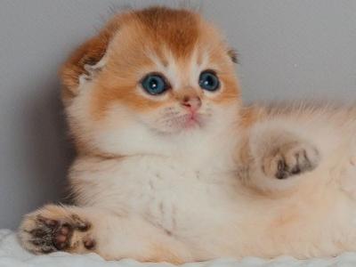 Nancy Scottish - Scottish Fold - Gallery Photo #1