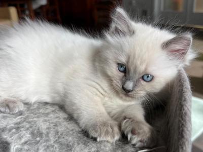 Blue Point Female - Ragdoll - Gallery Photo #1