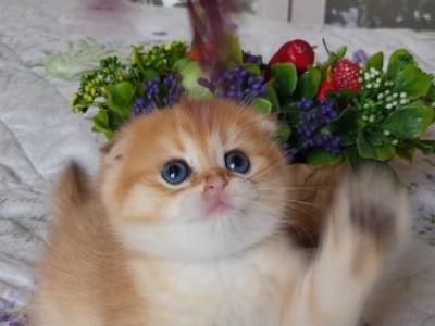 Adam Scottish - Scottish Fold - Gallery Photo #1