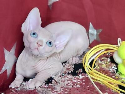 Olivia O - Sphynx - Gallery Photo #1