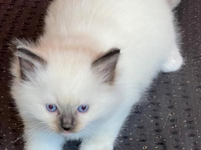 Seal Mitted Male - Ragdoll - Gallery Photo #1