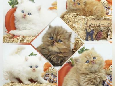 Persian Kittens CFA Health Tested Lines - Persian - Gallery Photo #1