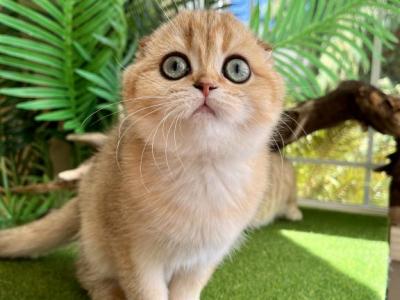 Star - Scottish Fold - Gallery Photo #1