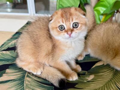 Scottish Fold Golden  Male - Scottish Fold - Gallery Photo #1