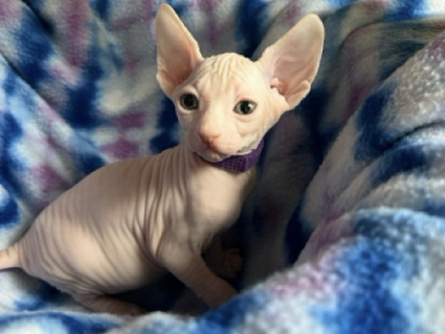 Purple Collar - Sphynx - Gallery Photo #1