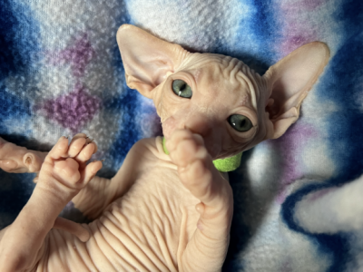 Green Collar - Sphynx - Gallery Photo #1