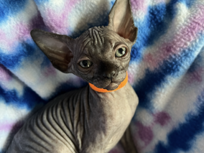 Orange Collar - Sphynx - Gallery Photo #1