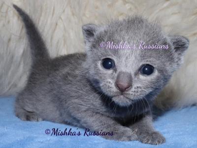 Russian Blue Christmas Kittens - Russian Blue - Gallery Photo #1