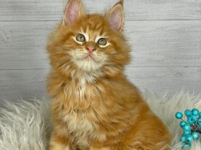 Huck - Maine Coon - Gallery Photo #1