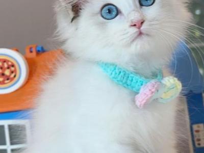 R045 - Ragdoll - Gallery Photo #1