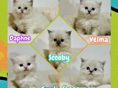 Scooby Doo Litter - Ragdoll - Gallery Photo #1