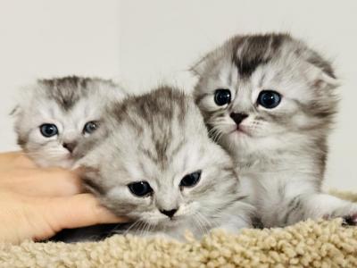 Scottish Fold Femals - Scottish Fold - Gallery Photo #1