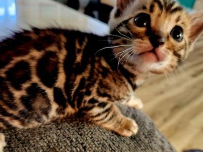 Sweet Bengal Male Kitten - Bengal - Gallery Photo #1