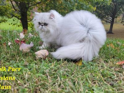 Scarlet Fall Babies - Persian - Gallery Photo #1