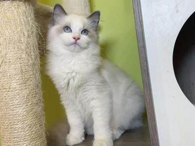 R026 - Ragdoll - Gallery Photo #1