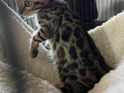 Male Kitten - Bengal - Gallery Photo #1